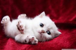 英雄联盟总决赛直播-血色残月，锡安爆发之夜，灰熊最后断狼喉