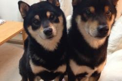 英雄联盟总决赛门票-橙色奇迹，荷兰队压哨绝杀拜仁的跨界战争