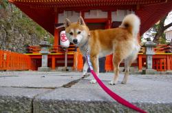 英雄联盟总决赛-指挥家的节拍，哈利伯顿带动山西队奏响团队胜利交响曲