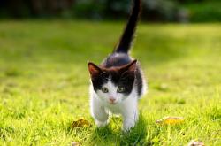 英雄联盟总决赛时间-体系堡垒与孤胆英雄，足球世界的双重叙事