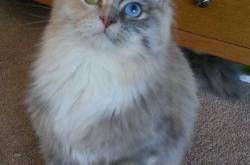 英雄联盟总决赛时间-冰岛收割苏格兰的篮球回声—奥纳纳东决外交照会式接管