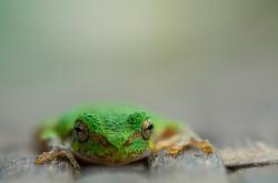 -指挥家与逆袭者，莱万主导的交响乐，如何被皇家社会在加时鏖战中改写终章