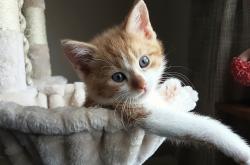 英雄联盟总决赛直播-乾坤颠倒，当落日的权杖被羽刃加身