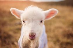 LOL决赛-铁马冰河入梦来，字母哥扼住命运咽喉的一夜