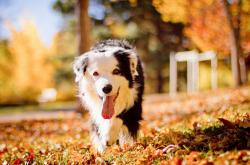 英雄联盟总决赛赛程-文班亚马的致命一击，老鹰一波带走活塞的幕后英雄