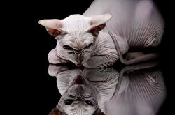 英雄联盟总决赛-历史缝合的奇夜，克神降临与南美重锤