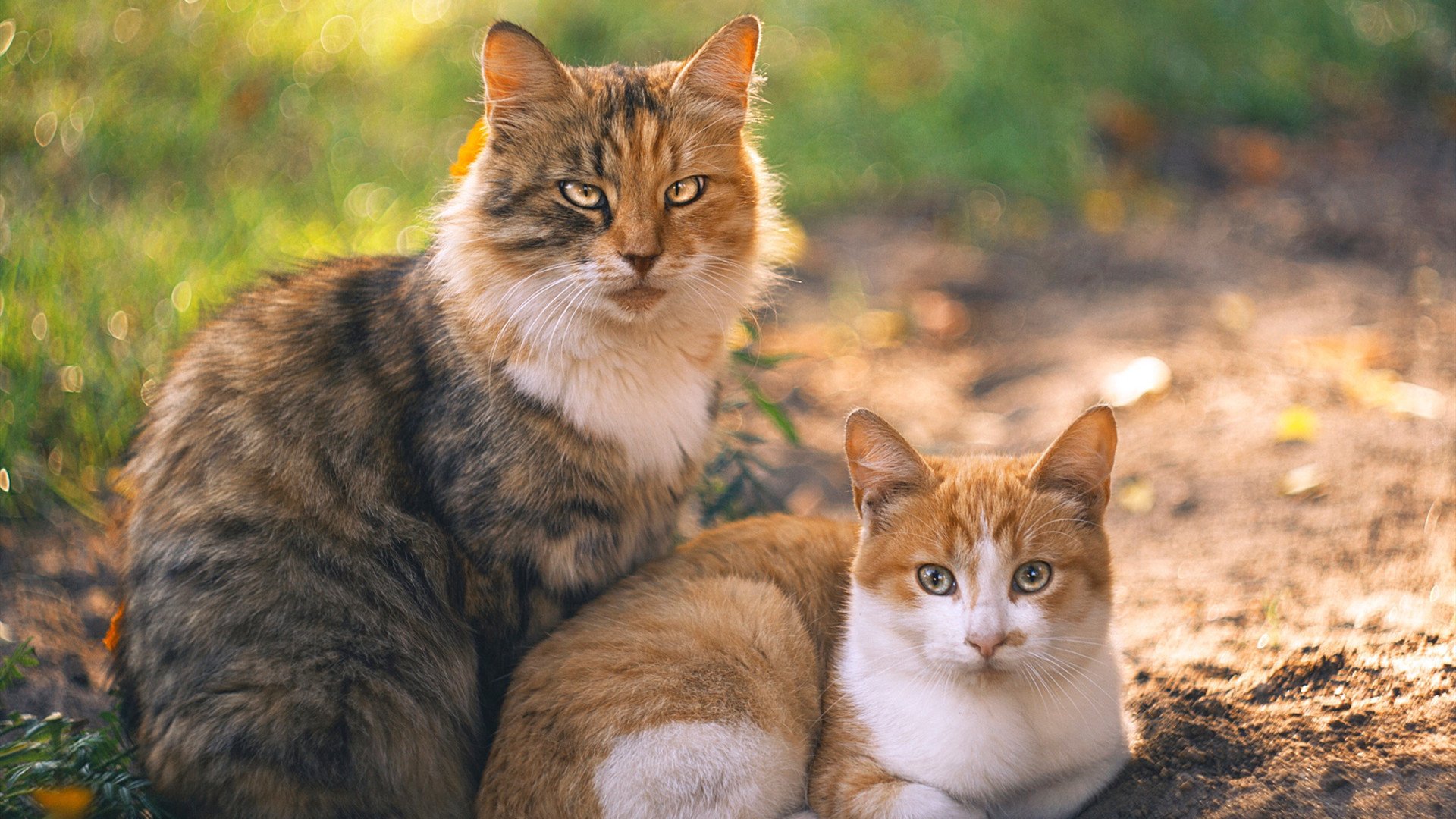 马里昂的背水一战,NBA总决赛抢七夜的另类冠军