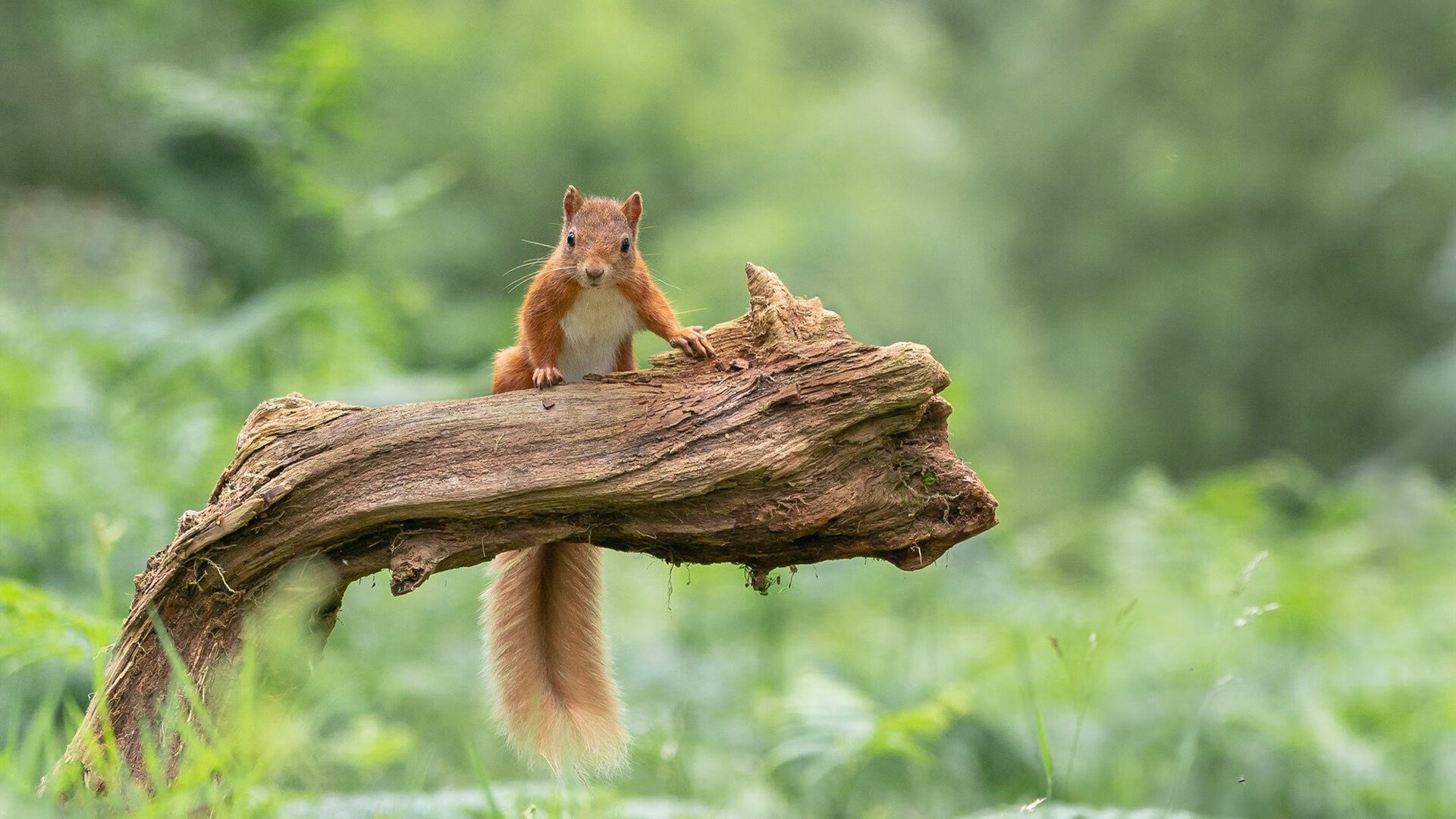 黄金与钢铁,当勇士的最后一舞遇上雷霆的新生纪元