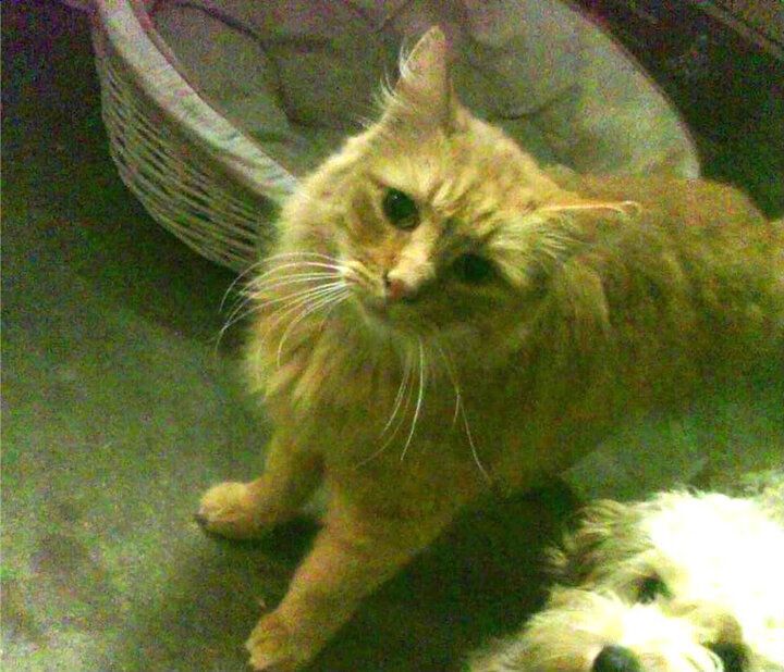 跨界风暴，F1新赛季揭幕战中的巴拉圭节奏与卡塔尔掌控之战