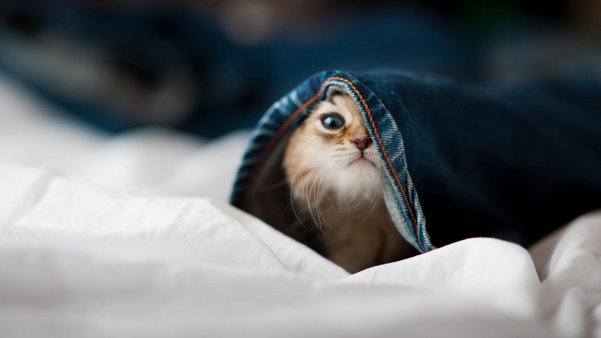 跨界巅峰,当浙江队东方洪流席卷热火,保罗力挽狂澜成南海孤舟唯一灯塔