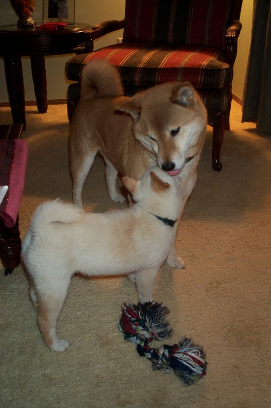 双面神迹,步行者精密绞杀老鹰,库里独舞定义关键