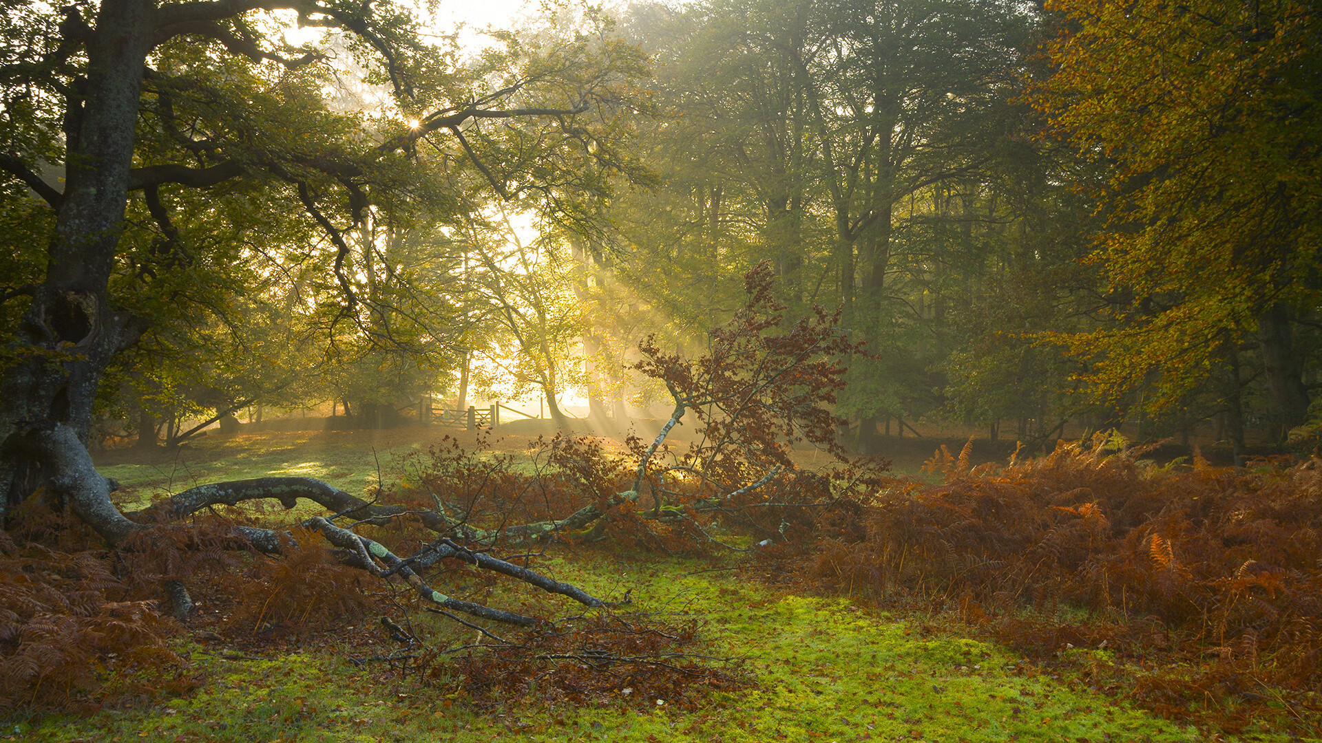 蓝鹰翱翔金字塔，一场横跨欧洲与北非的足球寓言