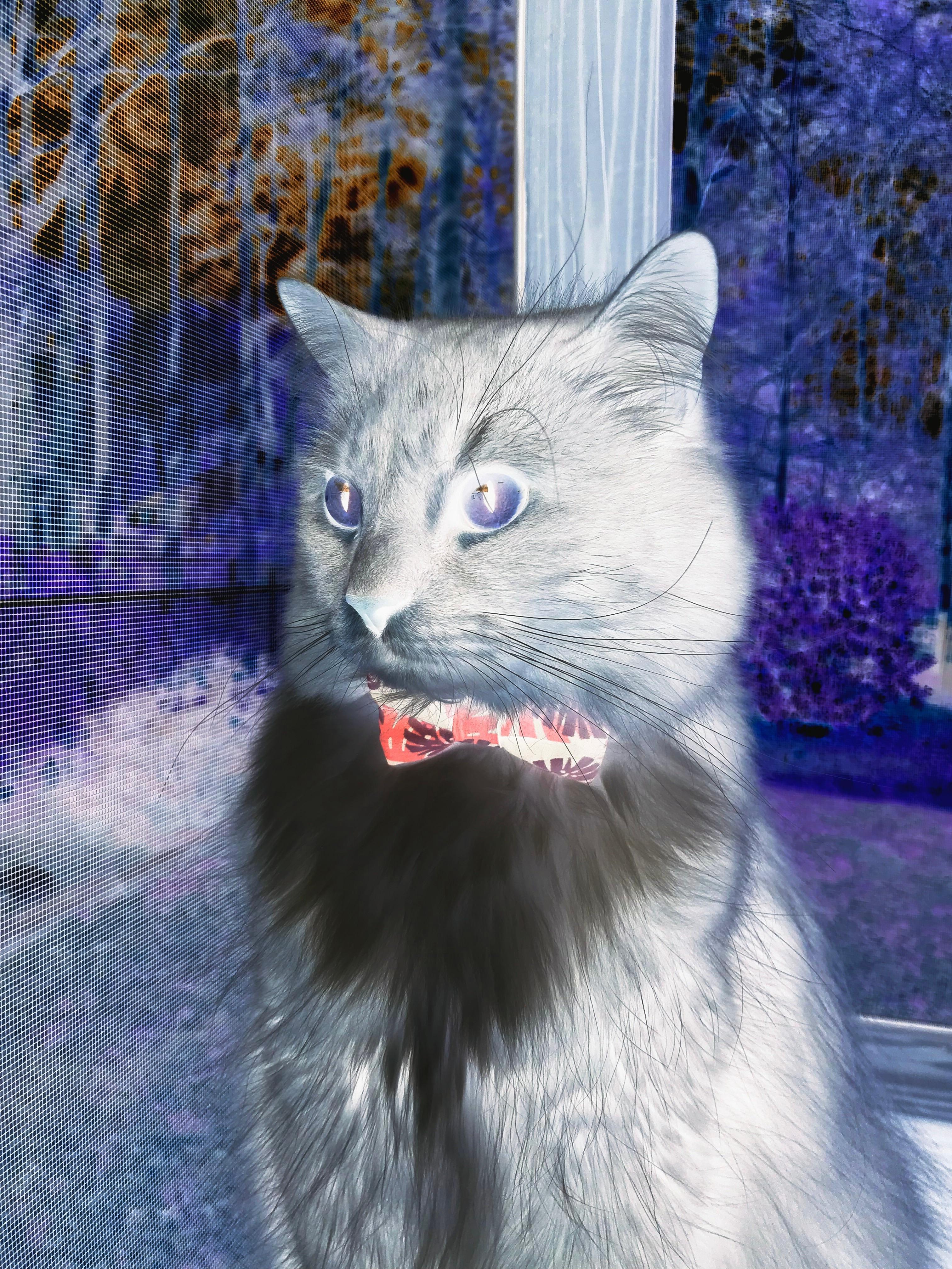 拉梅洛火线爆发，绿衫军踏破上海铁阵—一场跨洋的硬核对话