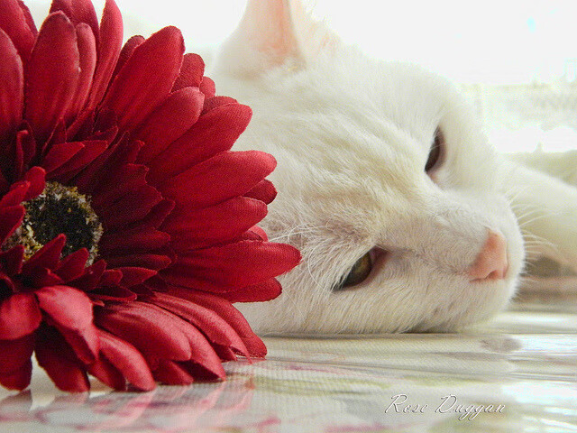 篮坛平行宇宙，辽宁队化身黑马淘汰公牛，乔治西决超神封神一战