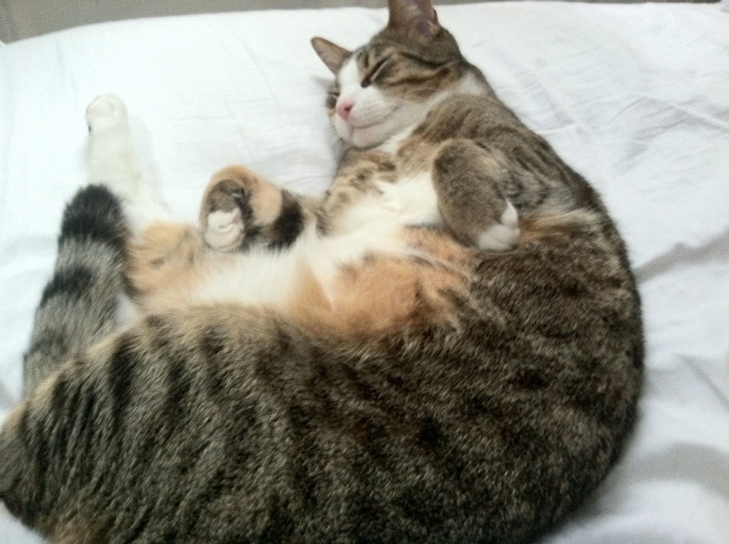 北非雄狮粉碎童话王国，巴雷拉的魔术脚如何扭转世界杯命运