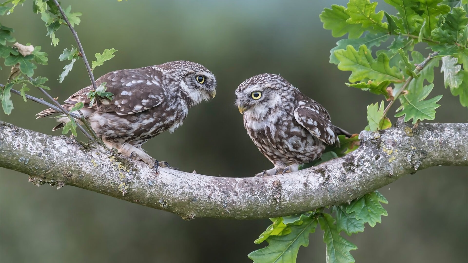 北欧寒冰淬炼德意志战车,当西苏精神遇见硬仗之王楚阿梅尼