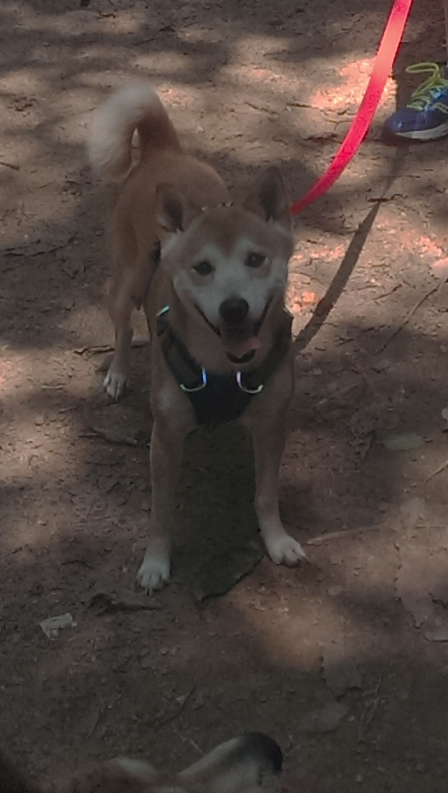 绝境逆袭!火箭终场翻盘黄蜂,武切维奇沉默后的致命一击