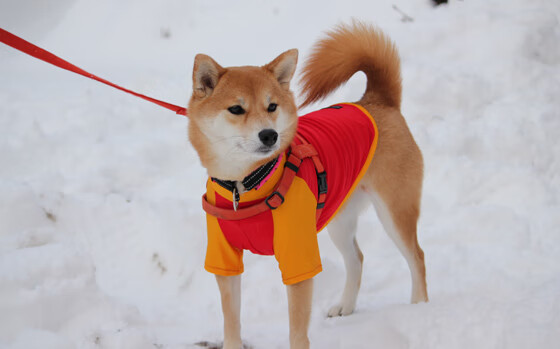 泥沼血战,爱德华兹拖着灰熊硬凿出一条冠军之路