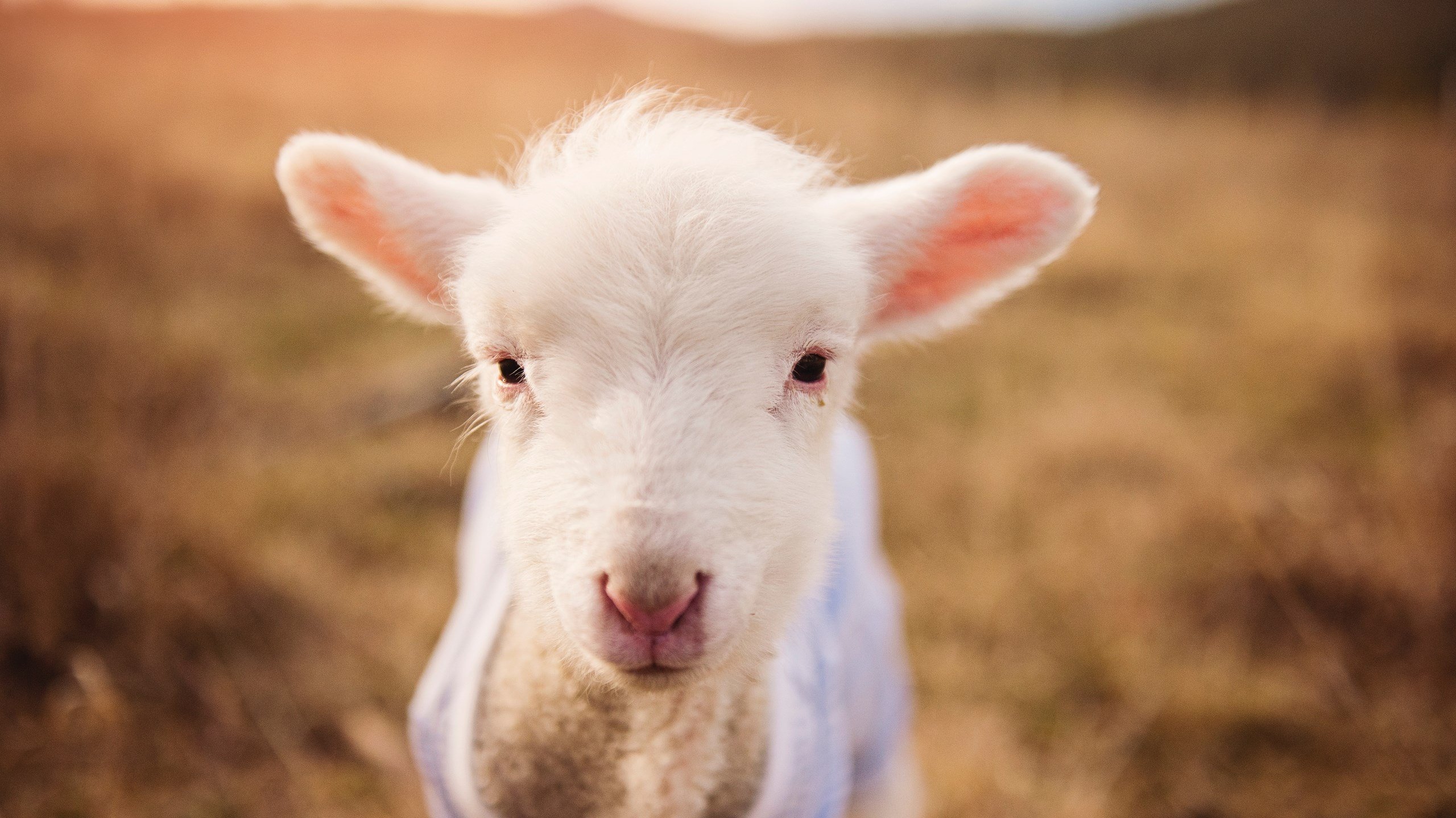 铁马冰河入梦来，字母哥扼住命运咽喉的一夜