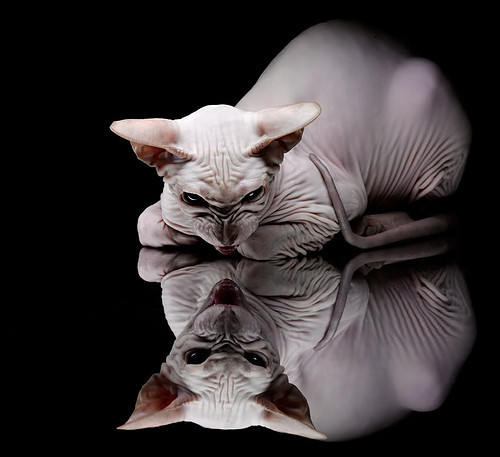 历史缝合的奇夜，克神降临与南美重锤